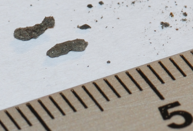 Sorpresa misteriosa al rientro dalle vacanze...